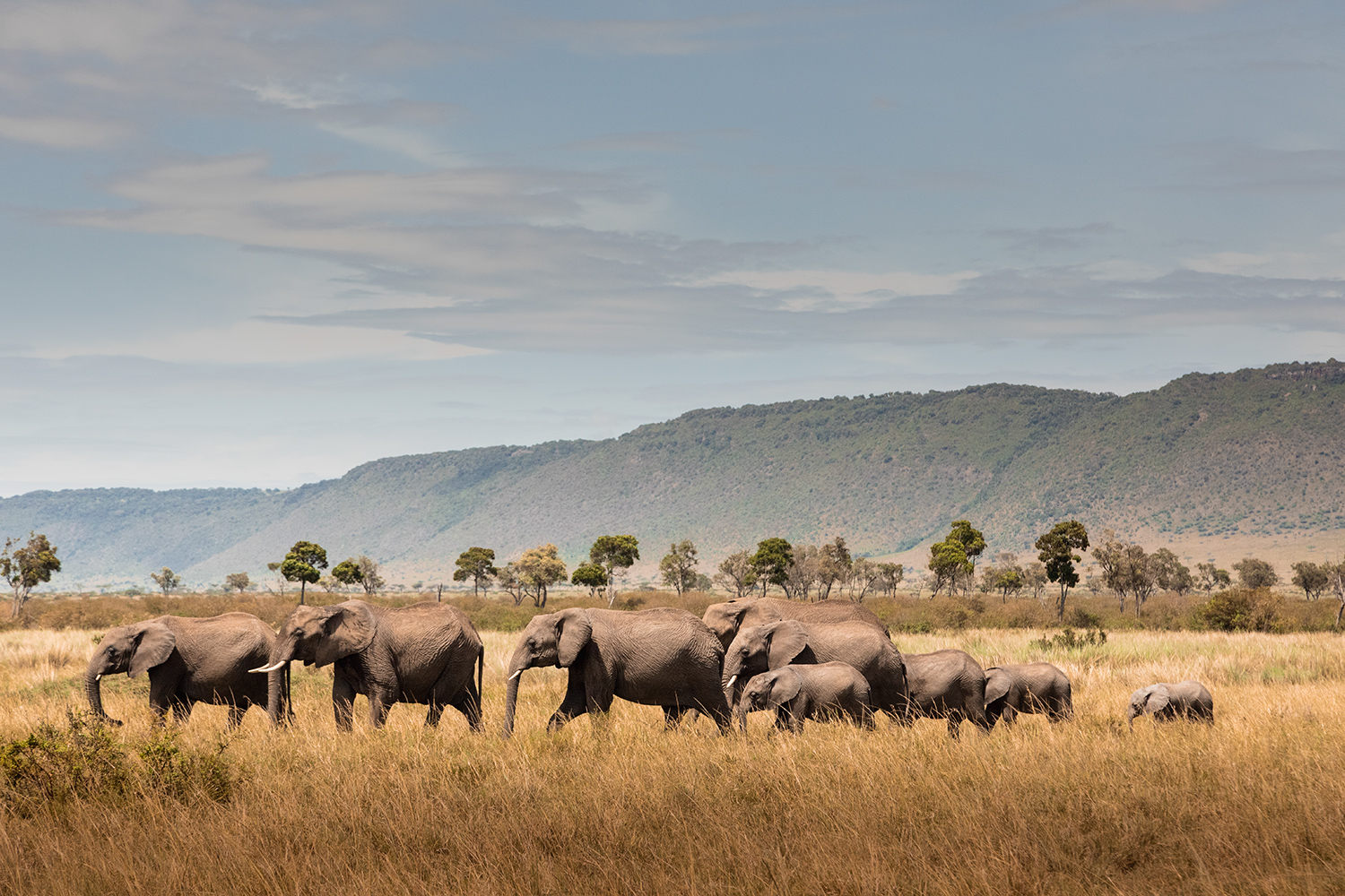 Angama is the best Luxury Safari in Kenya and East Africa